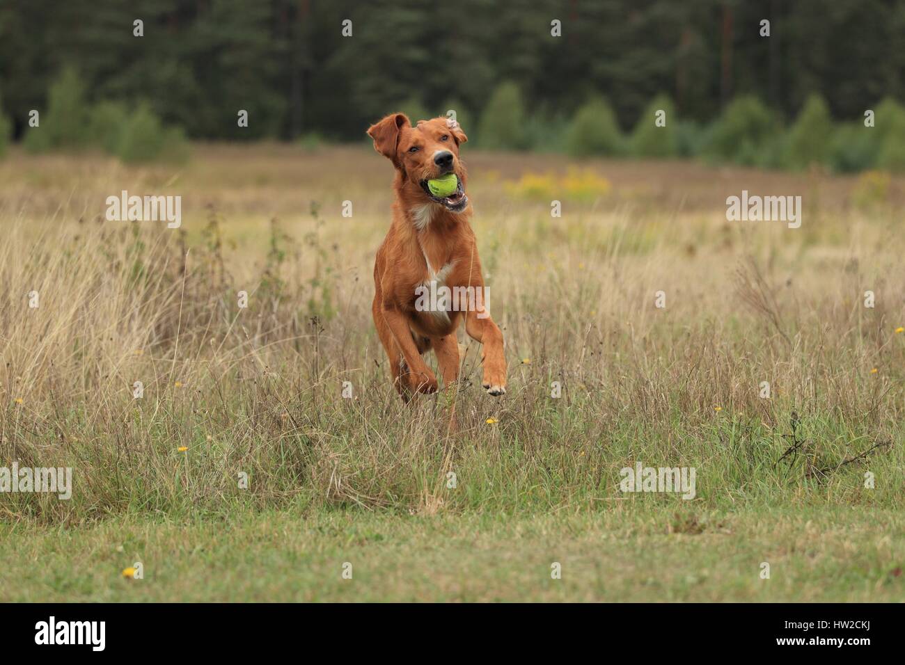 jouant de mongrel Banque D'Images