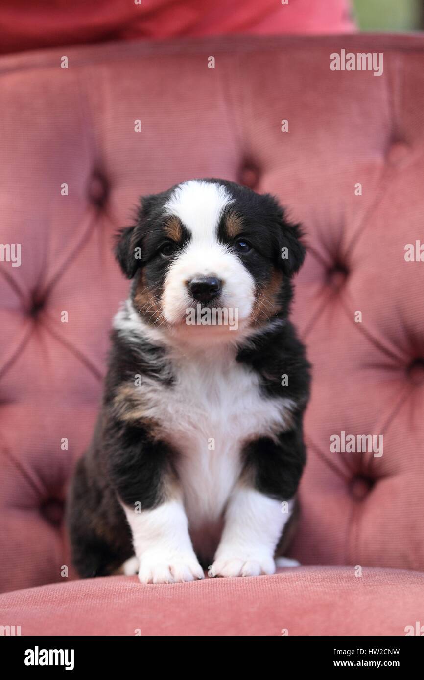 Chiot berger australien Banque D'Images