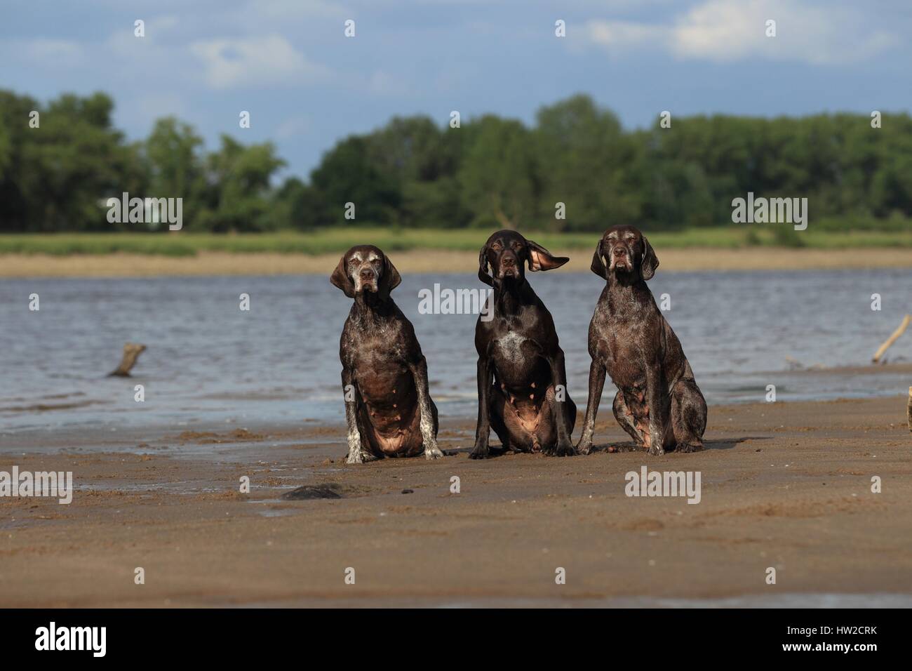 Braque Allemand 3 Banque D'Images