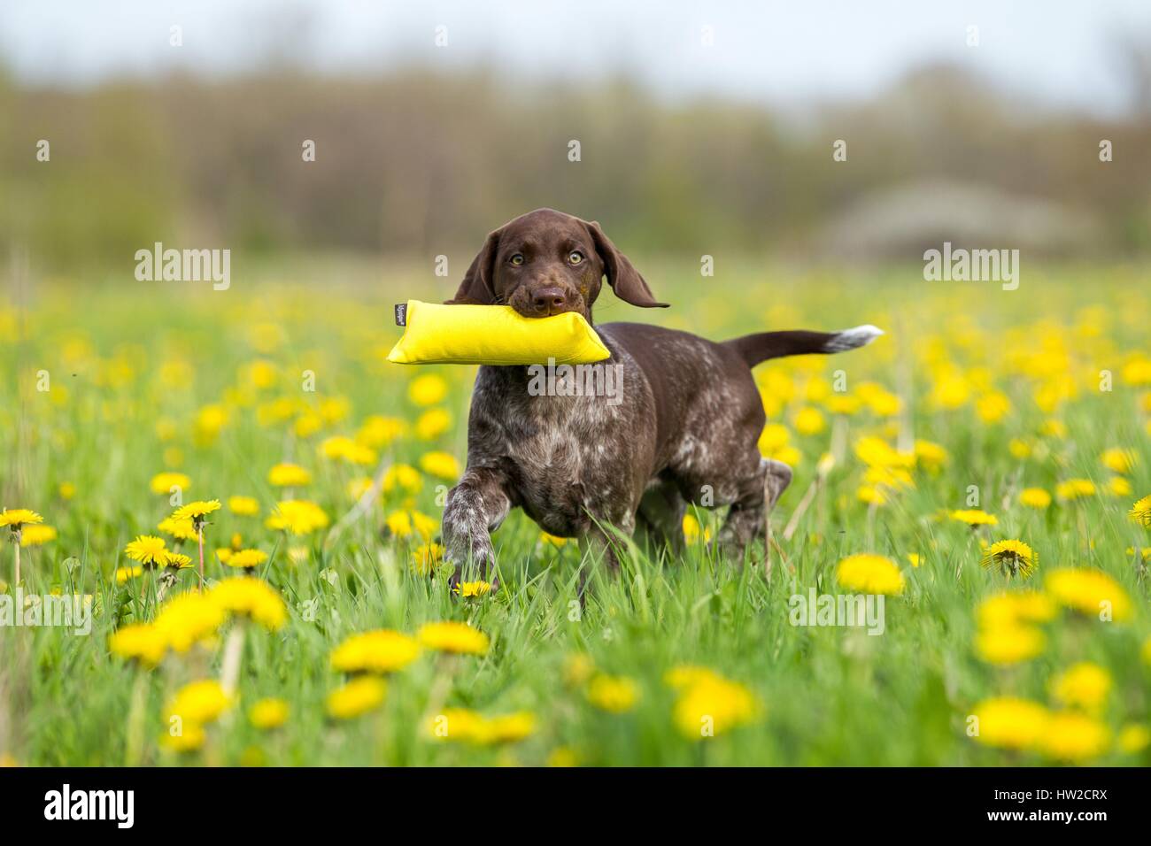 Braque Allemand chiot Banque D'Images