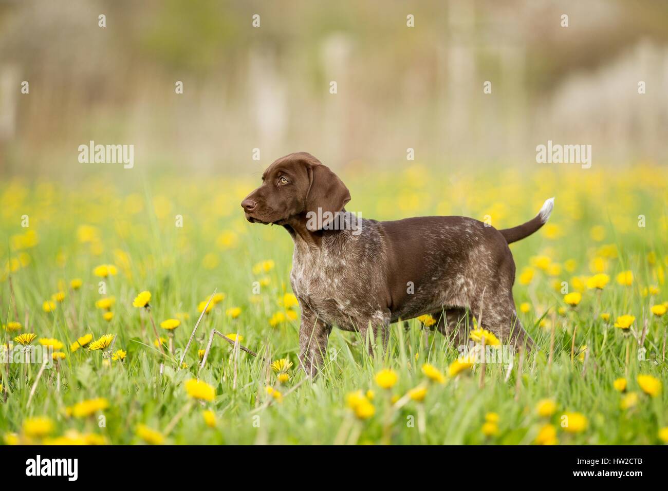 Braque Allemand chiot Banque D'Images