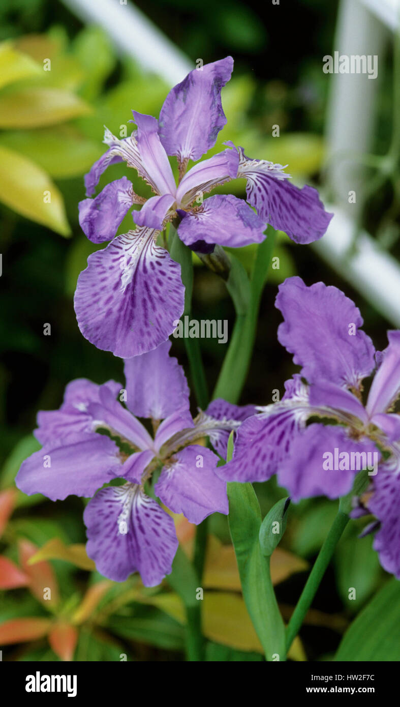Tectorm Iris japonais Iris, toit, bleu Banque D'Images