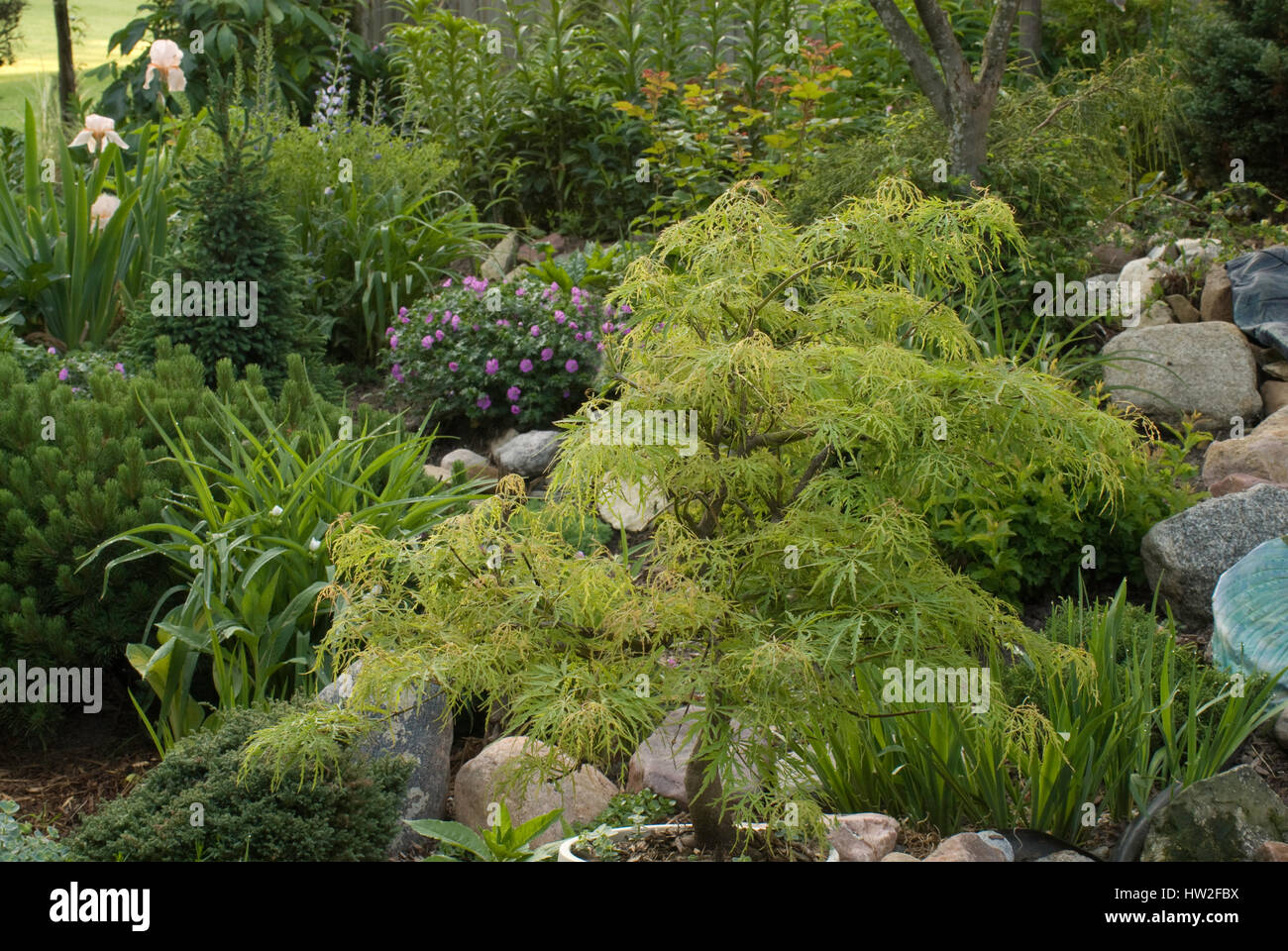 Acer palmatum, 'Emerald Lace, dissectum, couper la feuille, Banque D'Images