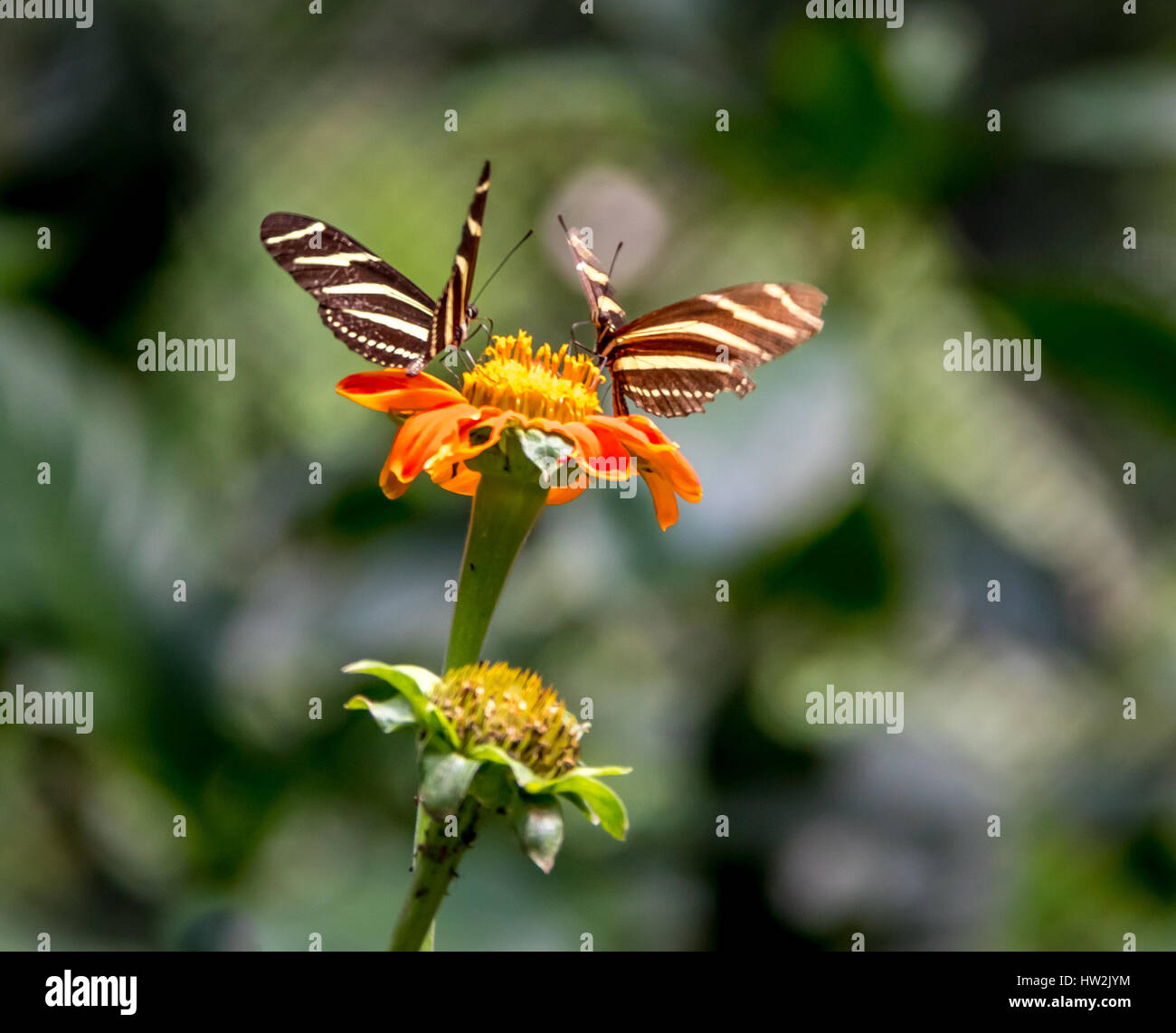 Paire de papillons zébrés (Heliconius charithonia) sur une flottille orange Banque D'Images