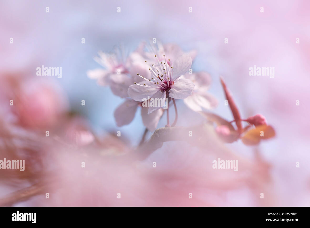 Close-up, high-key image de la délicate, rose, cerise noire à fleurs de printemps fleurs de Prunier Banque D'Images