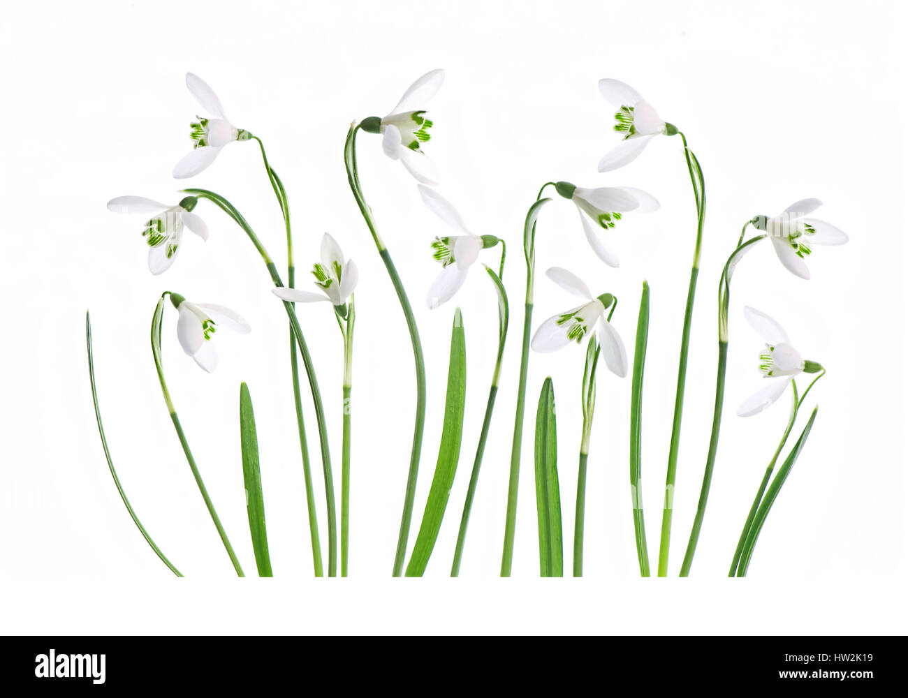 High-Key image créative de la délicate floraison printanière, blanche, également connu sous le nom de fleurs Snowdrop Galanthus nivalis, prises sur un fond blanc. Banque D'Images