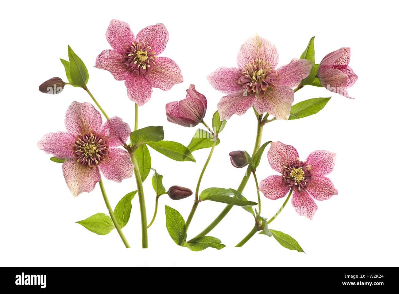 High-key image de la belle fleurs de printemps de l'helleborus 'TuTu' aussi connu comme le Lenten rose, prises sur un fond blanc. Banque D'Images