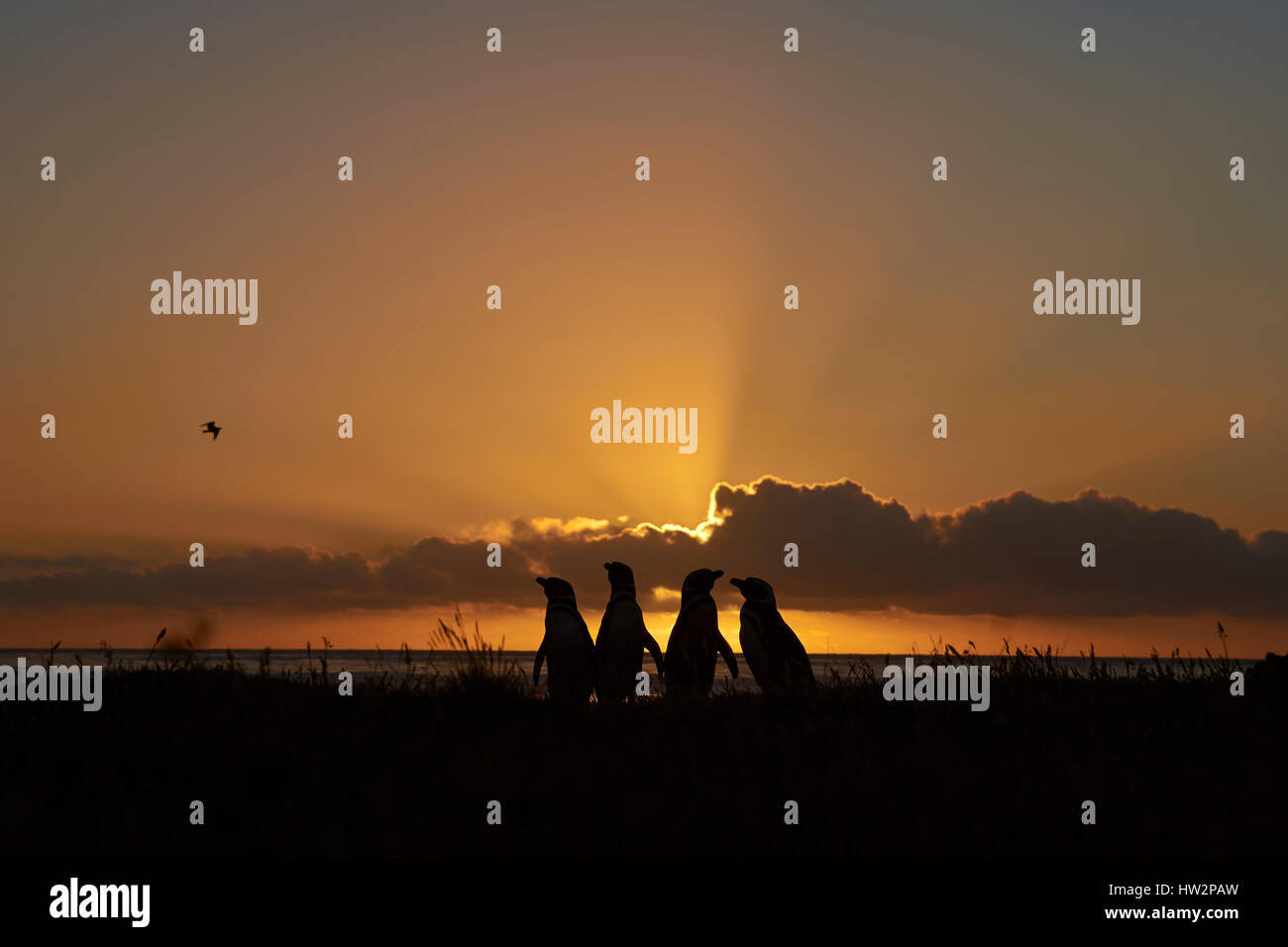 Les manchots de Magellan (Spheniscus magellanicus) qui se profile à l'aube contre le lever du soleil sur l'île plus sombre dans les îles Falkland Banque D'Images