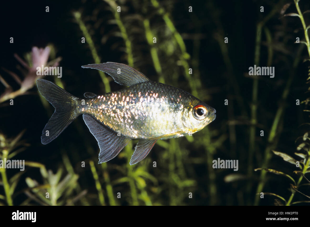 Brillantsalmler Brillant-Salmler Moenkhausia pittieri,,, Tetra, le tétra diamant diamant Banque D'Images