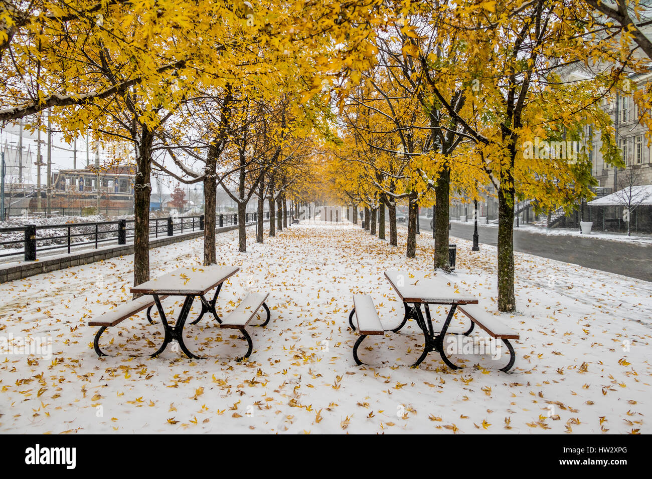 Passerelle sur la première neige avec des feuilles jaunes tombant des arbres - Montréal, Québec, Canada Banque D'Images