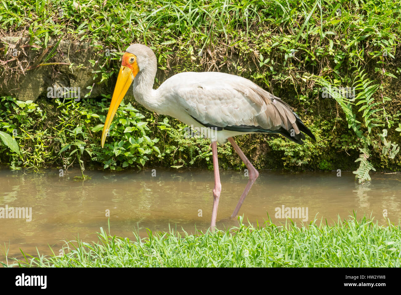 Yellow-billed Stork, Mycteria ibis au Jardin des Oiseaux, Kuala Lumpur, Malaisie Banque D'Images