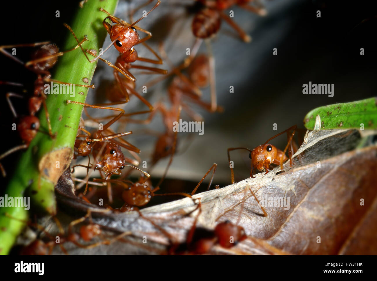 Les fourmis dans la nature photo en éclairage flash lumière dure et ombre  sombre Photo Stock - Alamy