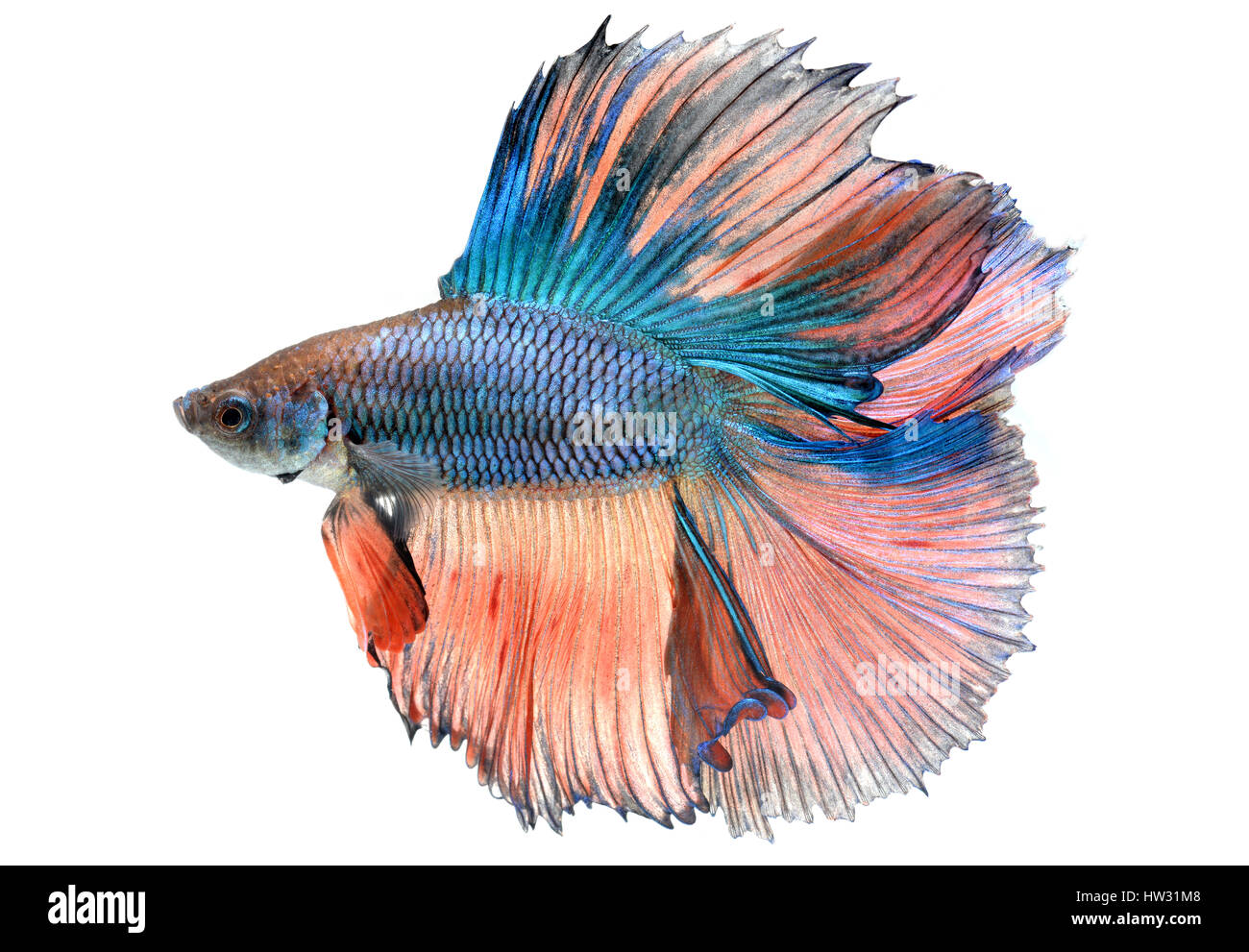 Betta poisson dans la liberté d'action et montrer la belle queue nageoires photo en flash l'éclairage. Banque D'Images