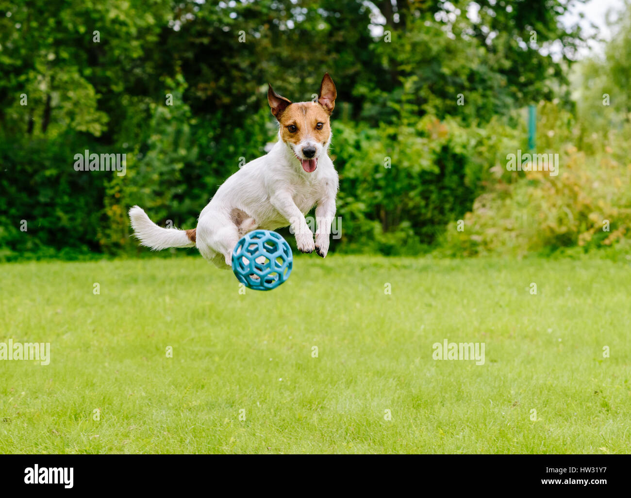 Bouncing chien jouant à l'arrière-cour, sautant avec balle jouet Banque D'Images