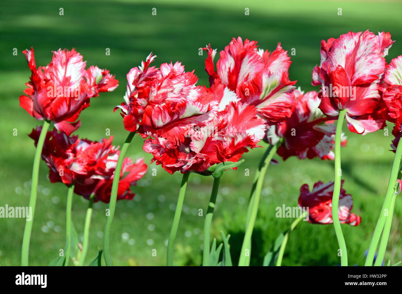 Magnifiques tulipes en plein air Banque D'Images