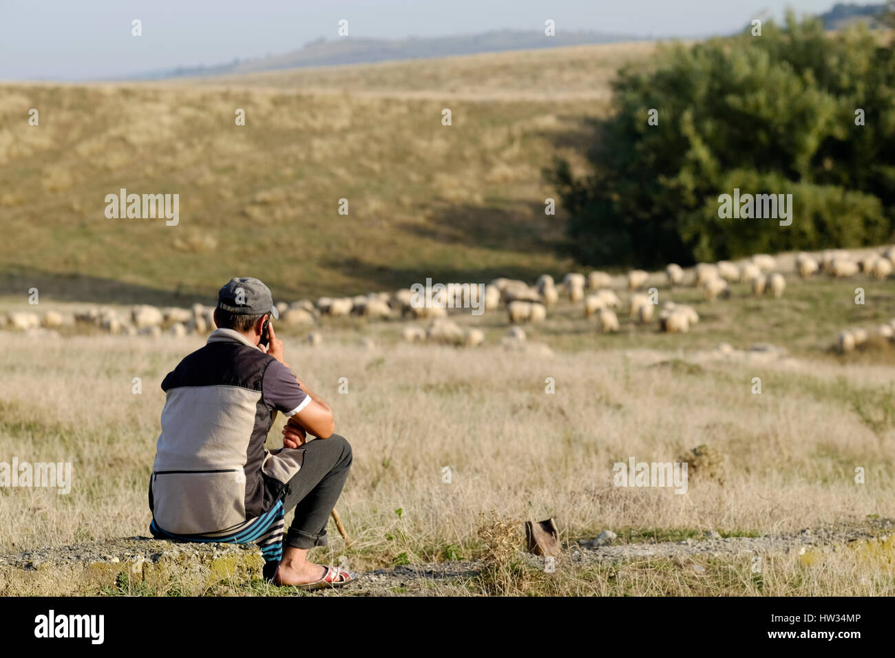 Berger roumain de parler sur un téléphone mobile tout en regardant son troupeau de moutons paissent sur les coteaux de Roumanie Banque D'Images