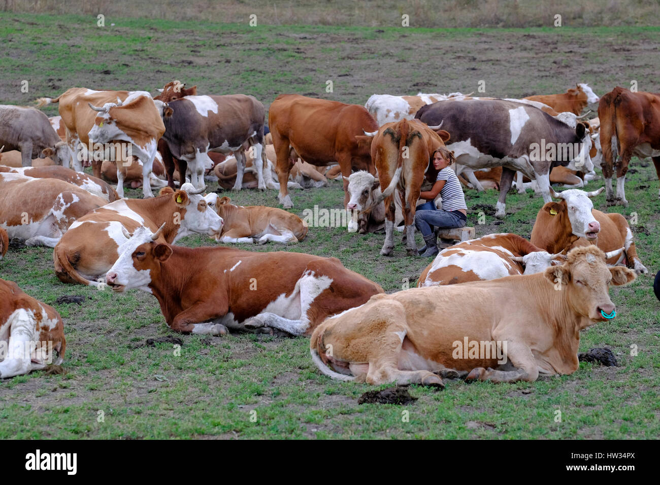 Vaches dans un pâturage situé dans la zone rurale de Hongrois de Transylvanie, Roumanie. Banque D'Images