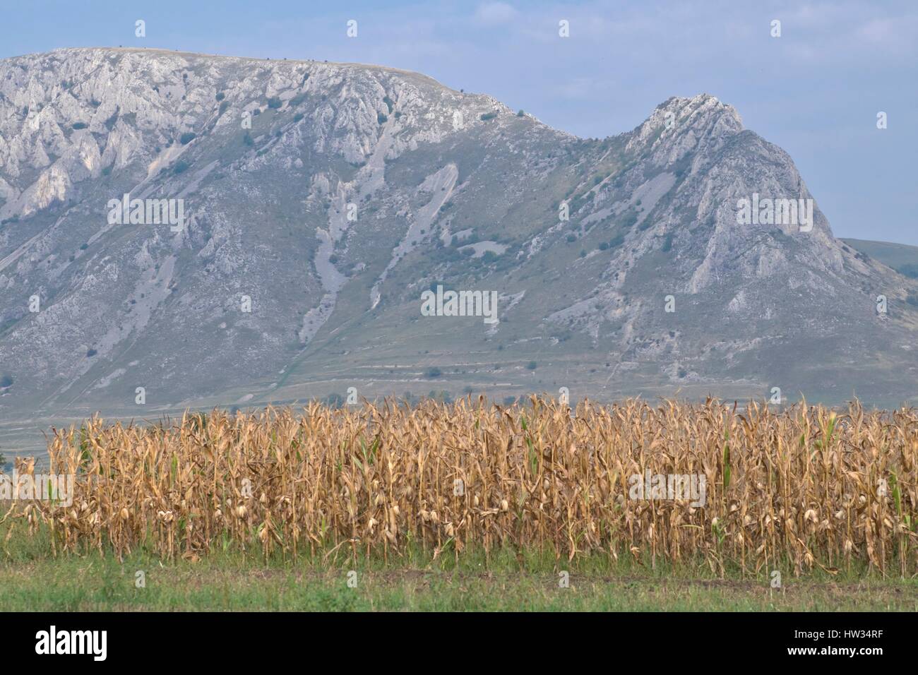 Un champ sur fond des Montagnes Apuseni, près de la ville d'Rimatea en Transylvanie, Roumanie. Banque D'Images
