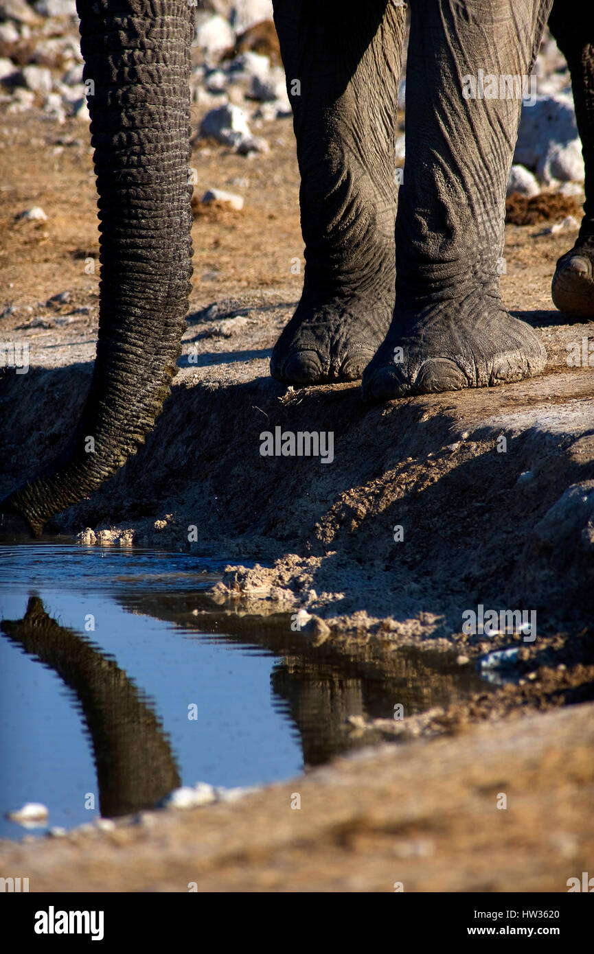 Point d'eau potable de l'éléphant à Okaukuejo, Etosha National Park, Namibie Banque D'Images