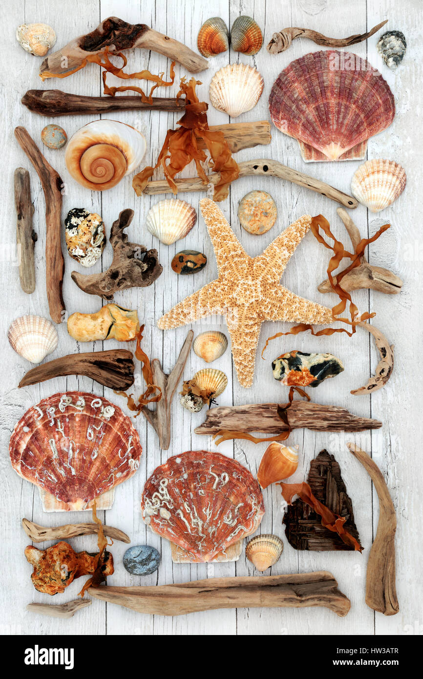Bois flotté, coquillages, algues et rock collage abstrait sur fond de bois blanc avec étoile de mer et de coquilles.. Banque D'Images