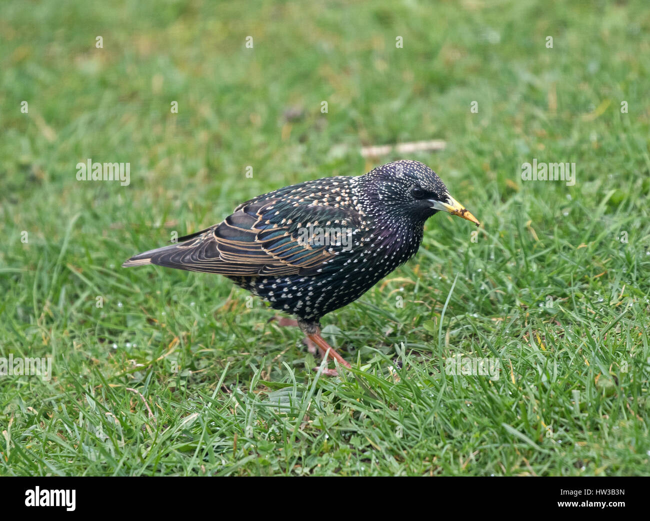 Sansonnet Sturnus vulgaris pour nourrir les vers de l'herbe dans l'Oxfordshire Banque D'Images