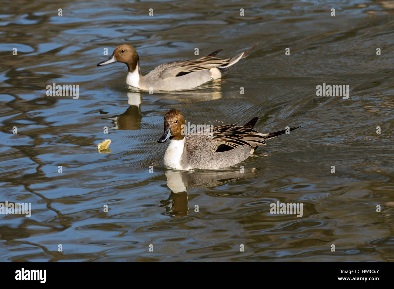 Le canard pilet et le canard pilet (Anas acuta). Canard à large distribution géographique qui se reproduit dans les régions du nord de l'Europe, l'Asie et de l'Amer Banque D'Images