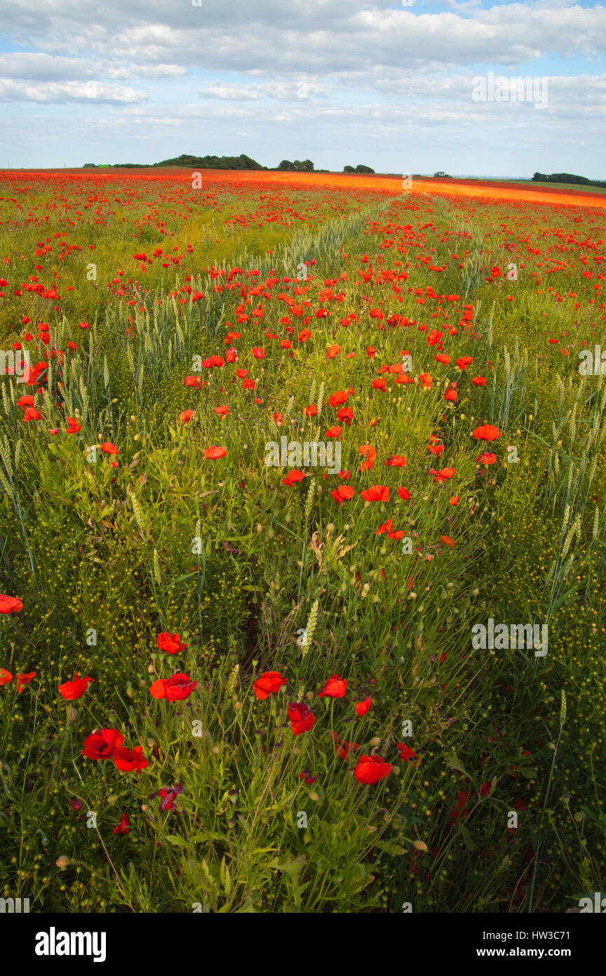 Des coquelicots rouges qui alimentent un champ de graines de lin dans le Lincolnshire. ROYAUME-UNI Banque D'Images