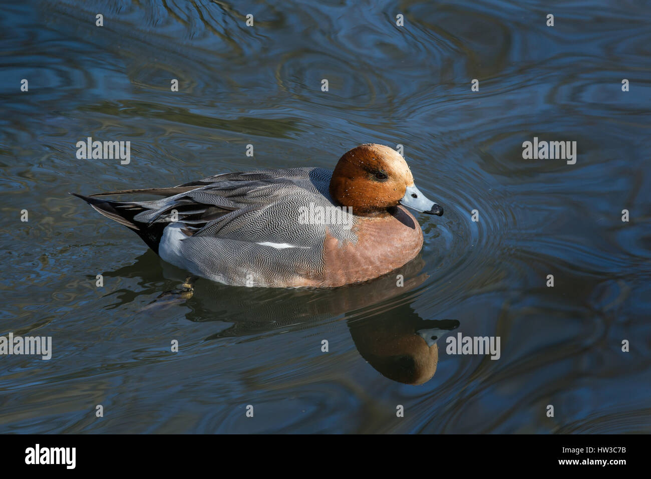 Aigeon eurasien (Anas penelope). Il se reproduit dans les régions les plus septentrionales de l'Europe et de l'Asie. Riehen, canton de Bâle-ville, Suisse. Banque D'Images