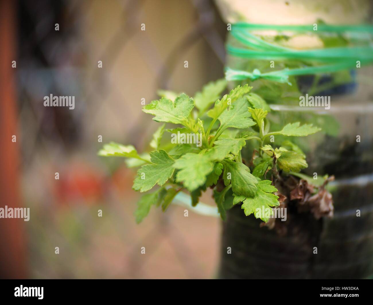 De plus en plus d'herbes d'un jardin de bouteille Banque D'Images