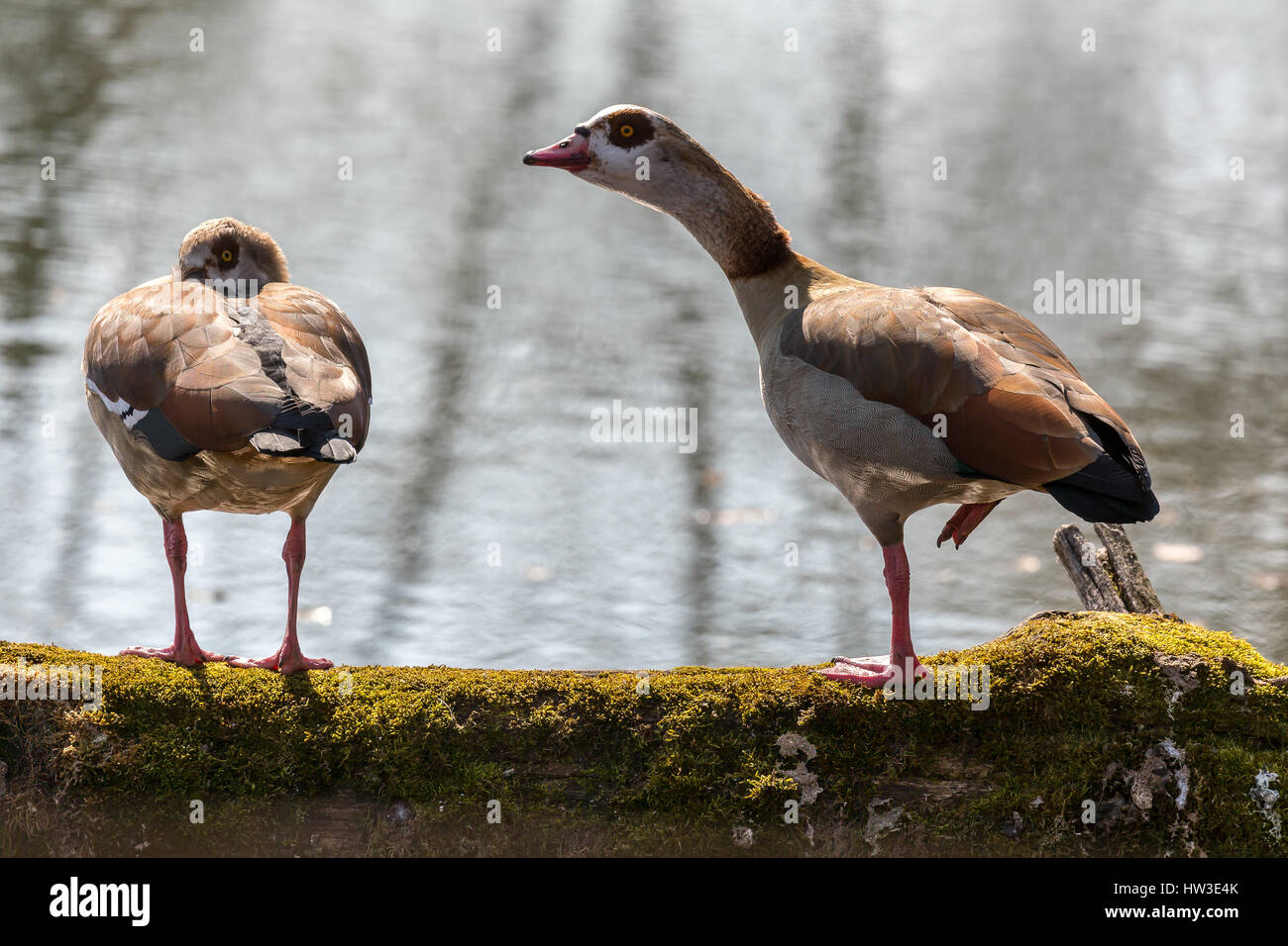 Oie égyptienne (Alopochen aegyptiacus). Il est originaire d'Afrique au sud du Sahara et de la vallée du Nil. Riehen, canton de Bâle-ville, Suisse. Banque D'Images