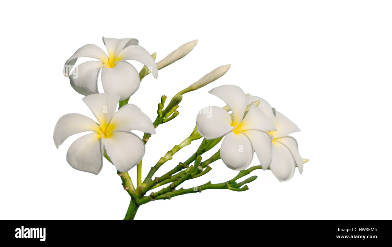 Fleurs TROPICALES , frangipani plumeria flower on white background Banque D'Images