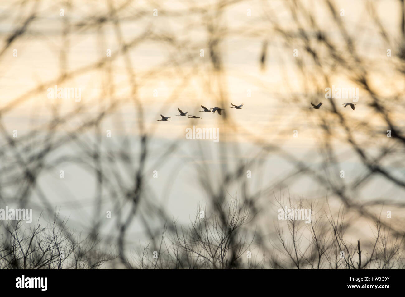 Troupeau de la grue d'hivernage d'oiseaux volant au-dessus des Prairies Paynes, FL Banque D'Images