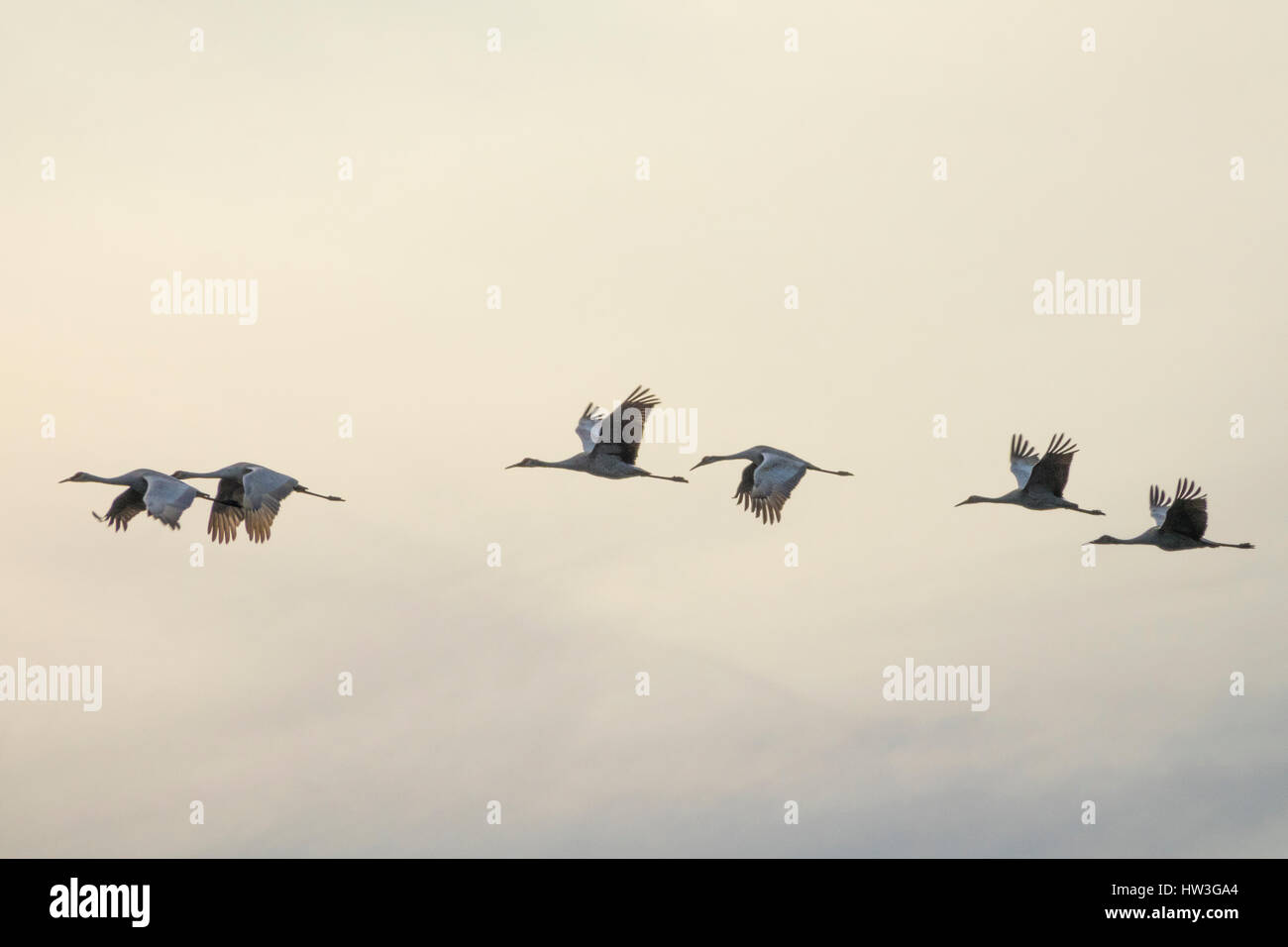 Troupeau de la grue d'hivernage d'oiseaux volant au-dessus des Prairies Paynes, FL Banque D'Images