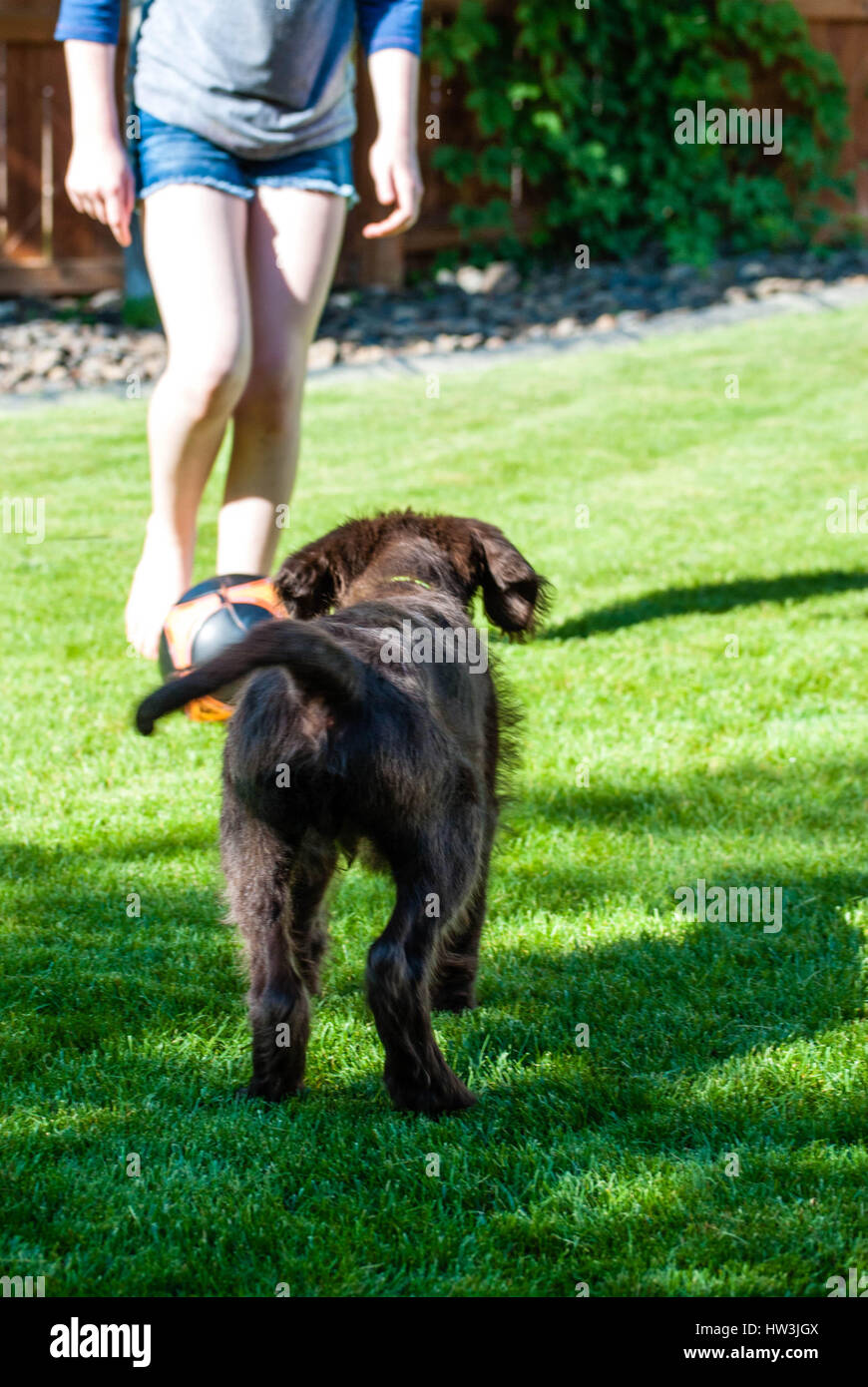 Enfant et chien jouant avec un ballon de football sur la journée ensoleillée. Banque D'Images