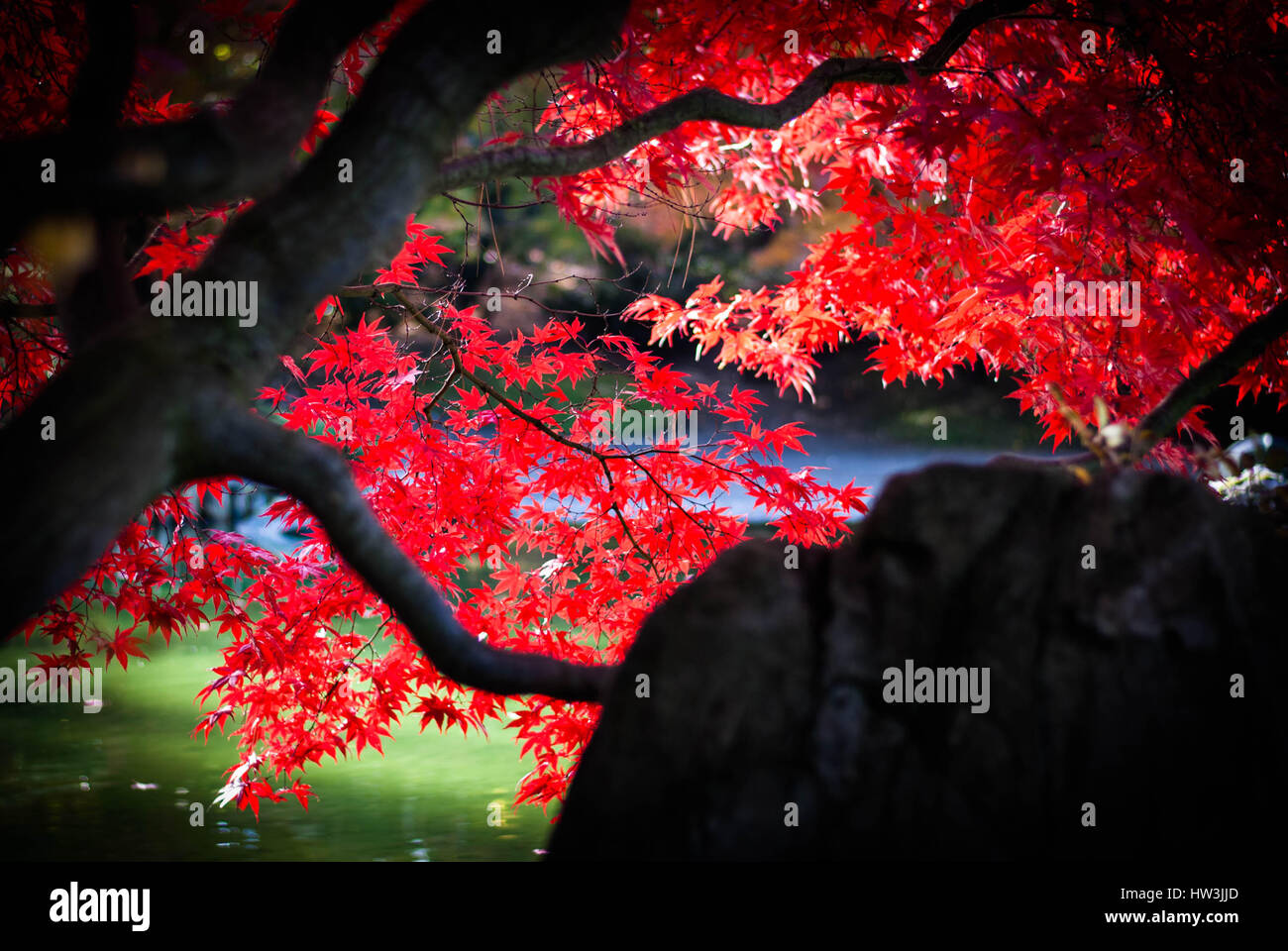 Feuilles d'érable rouge vif à l'automne qui pèsent sur étang dans un parc magnifique Banque D'Images
