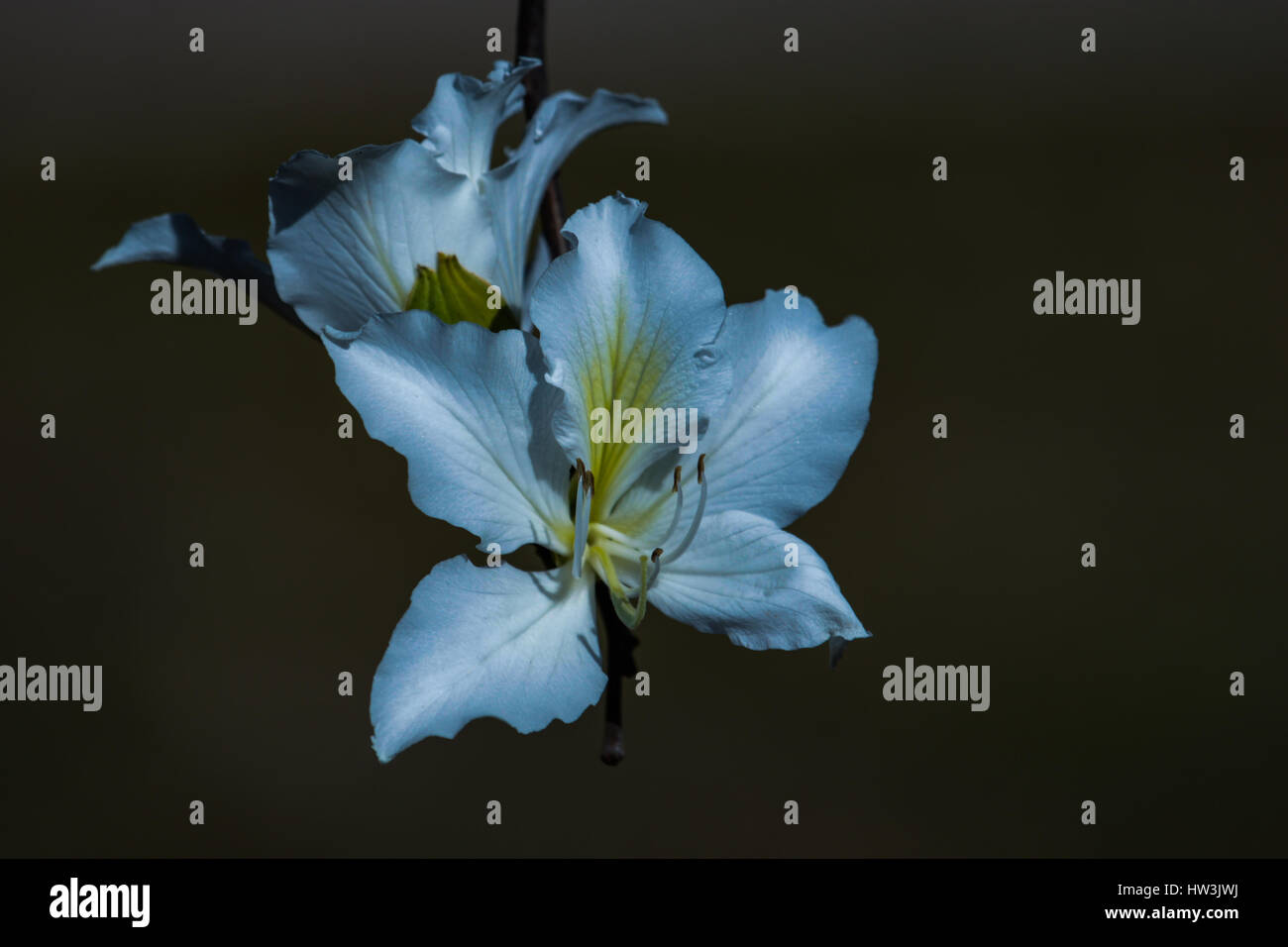 Fleurs blanches de Bauhinia variegata 'Candida' . Brasilia, DF, Brésil. Banque D'Images