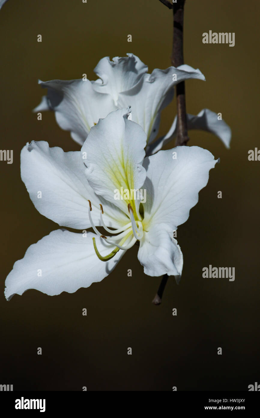 Fleurs blanches de Bauhinia variegata 'Candida' . Brasilia, DF, Brésil. Banque D'Images