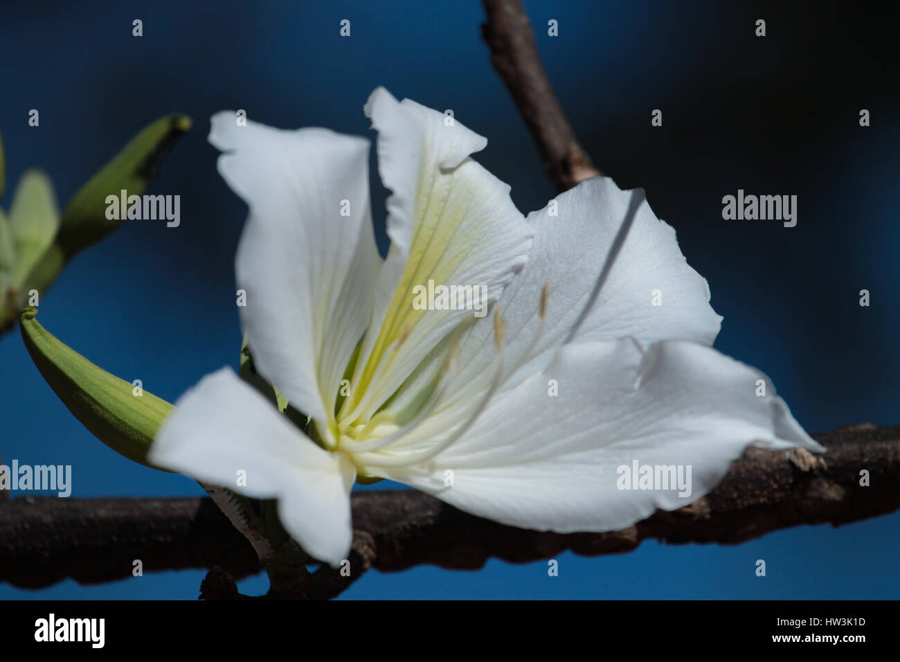 La fleur blanche de Bauhinia variegata 'Candida' en bleu ciel. Brasilia, DF, Brésil. Banque D'Images