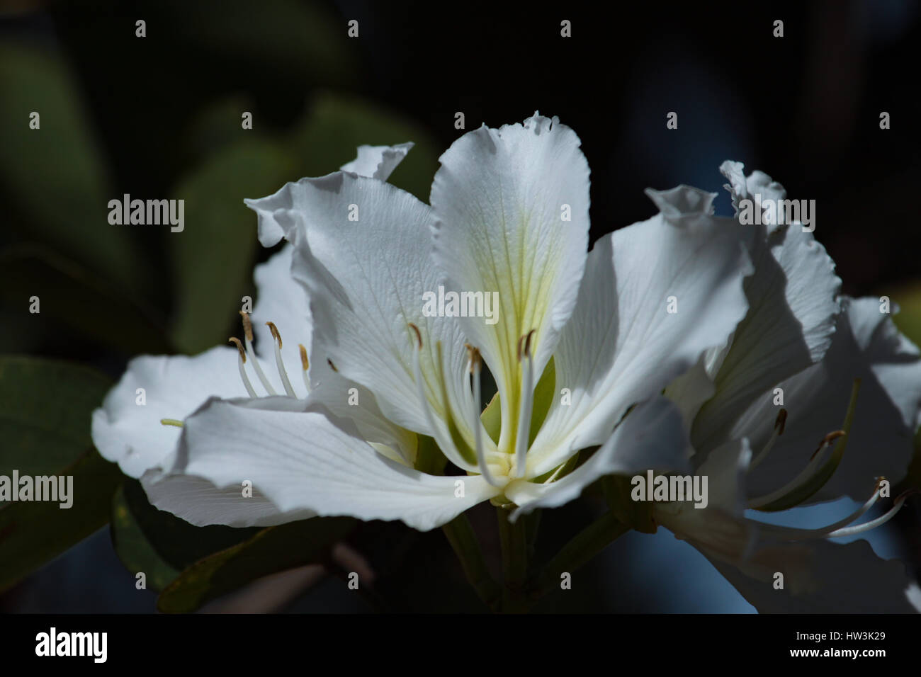 Fleurs blanches de Bauhinia variegata 'Candida' . Brasilia, DF, Brésil. Banque D'Images