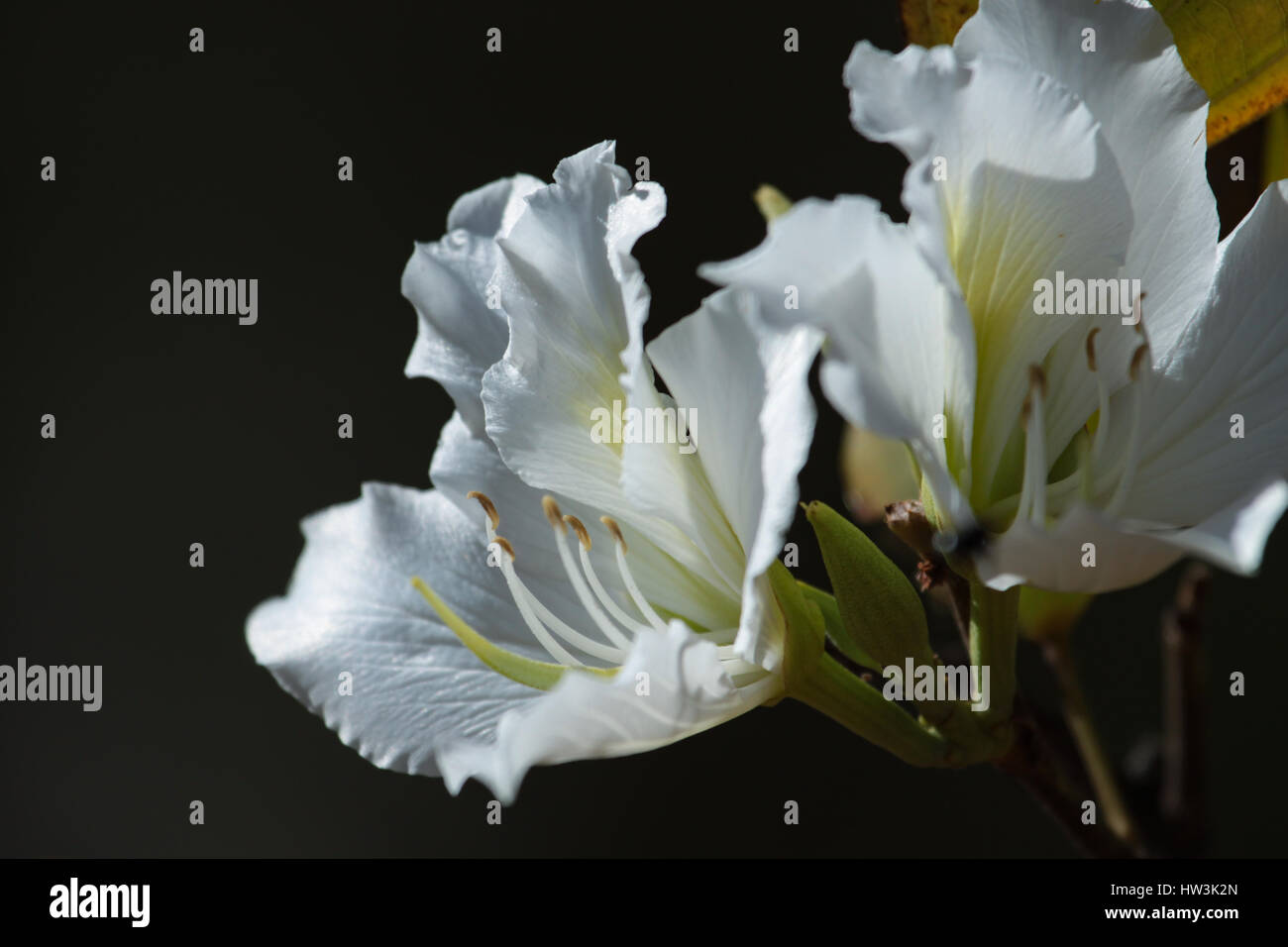 Fleurs blanches de Bauhinia variegata 'Candida' . Brasilia, DF, Brésil. Banque D'Images