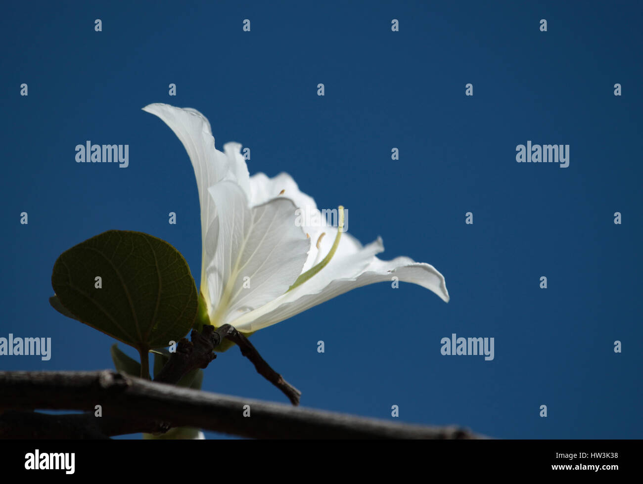 La fleur blanche de Bauhinia variegata 'Candida' en bleu ciel. Brasilia, DF, Brésil. Banque D'Images