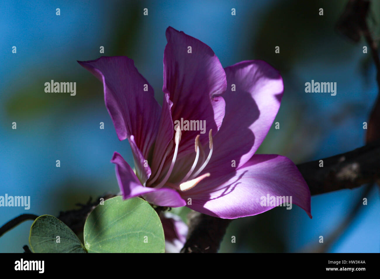 Bauhinia blakeana communément appelé l'arbre Orchidée Hong Kong Banque D'Images
