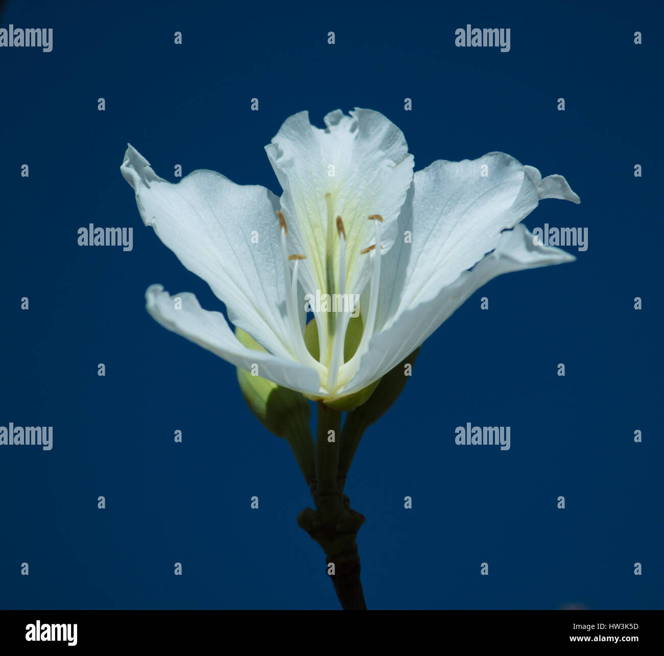 La fleur blanche de Bauhinia variegata 'Candida' en bleu ciel. Brasilia, DF, Brésil. Banque D'Images