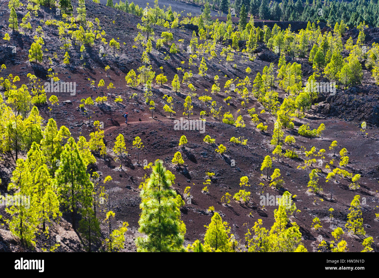Achat pin (Pinus canariensis), sentier de randonnée dans le paysage de lave de Montaña Negra à El Tanque, Tenerife, Îles Canaries Banque D'Images