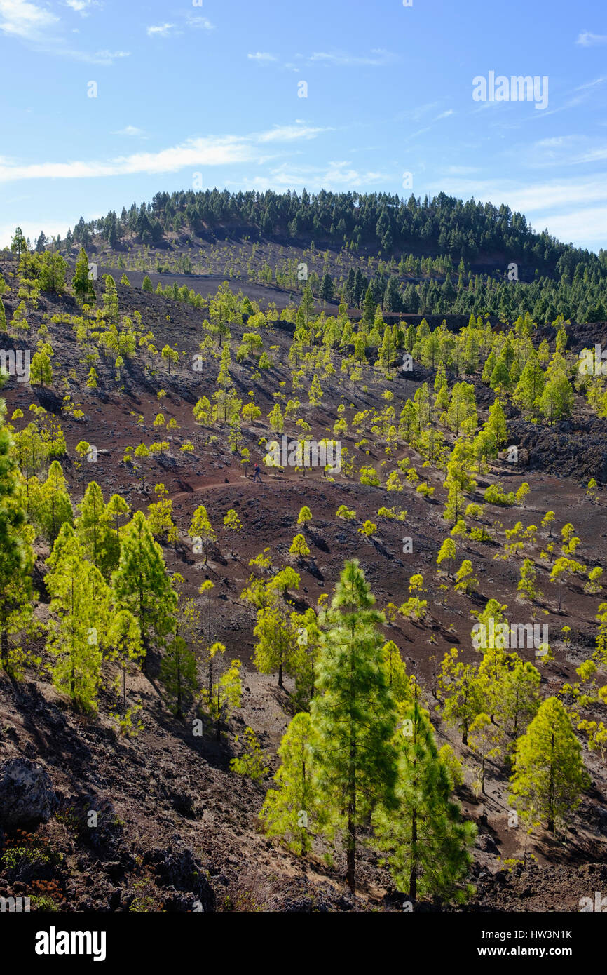 Achat pin (Pinus canariensis), sentier de randonnée dans le paysage de lave de Montaña Negra à El Tanque, Tenerife, Îles Canaries Banque D'Images