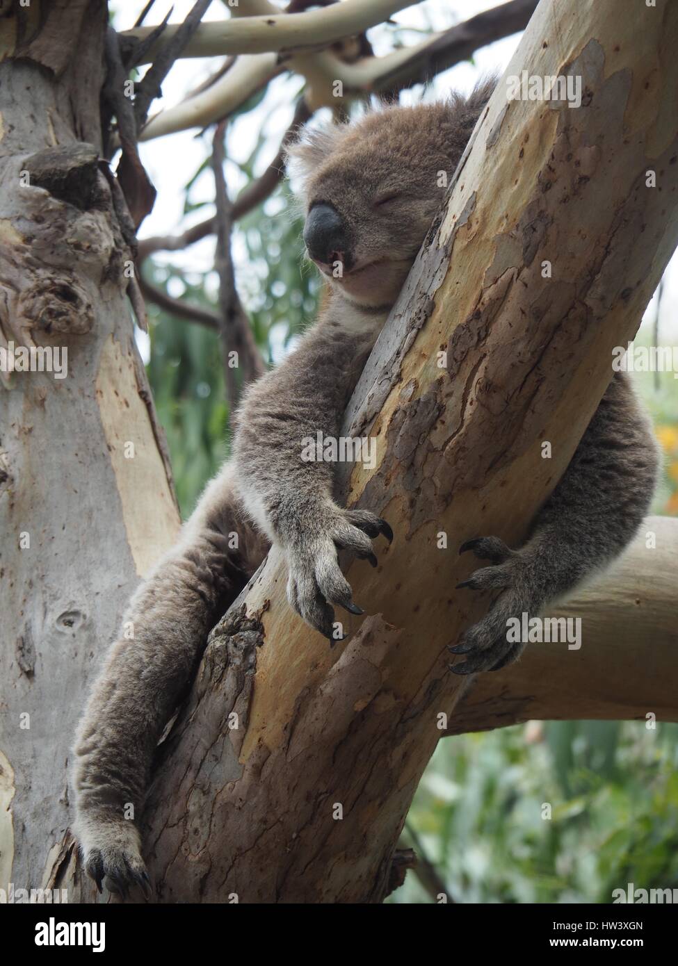 Le Koala le long de la Great Ocean Road Banque D'Images