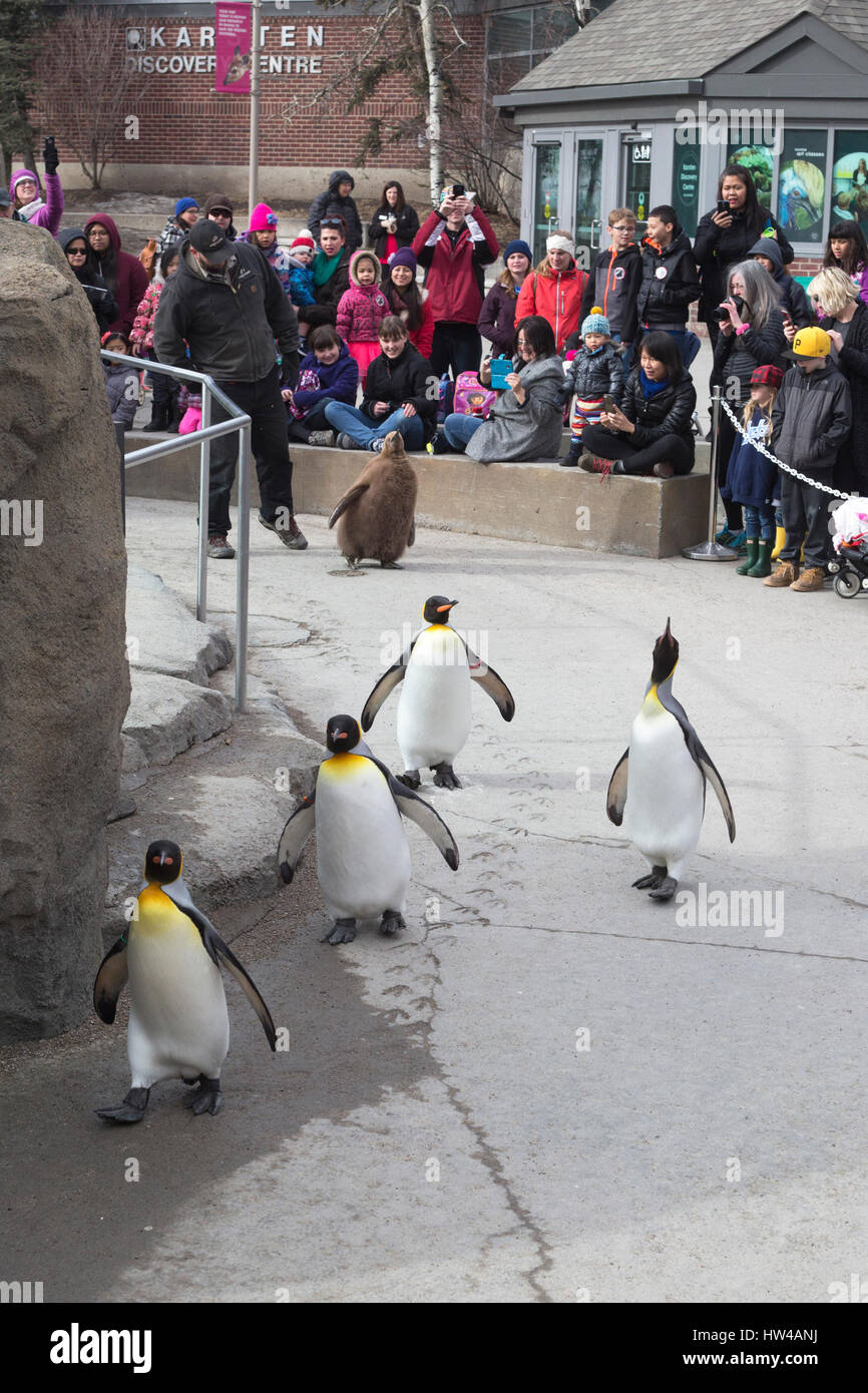 Calgary, Canada. 17 mars 2017. La fin de l'hiver est marquée par le dernier week-end de sorties à pied des manchots royaux pour la saison au zoo de Calgary. Les pingouins qui choisissent de participer à la journée à cheval dans le parc du zoo en hiver sont accompagnés par des gardiens et reçoivent une récompense quand ils sont faits. Rosanne Tackaberry/Alamy Live News Banque D'Images