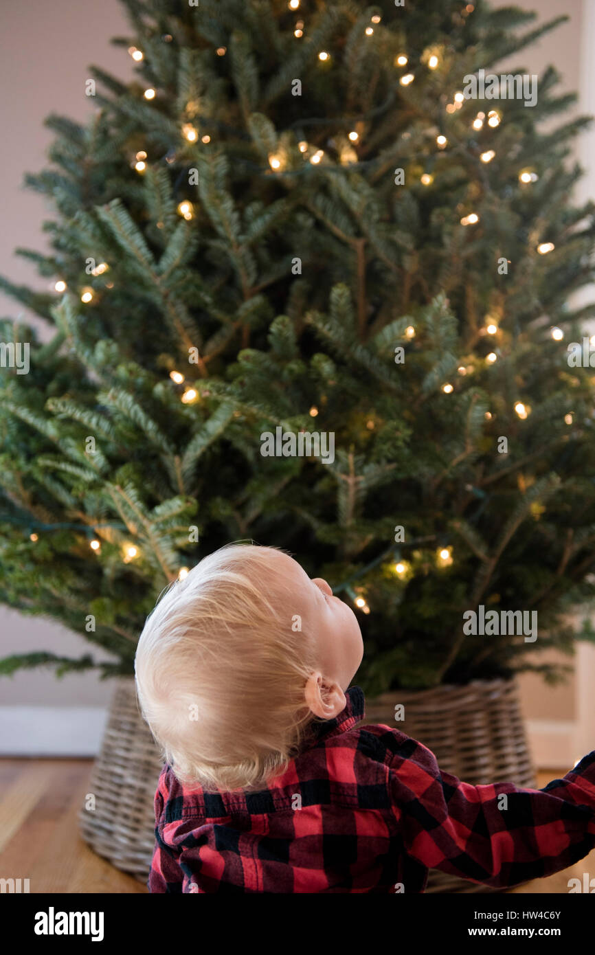 Caucasian baby boy looking up at Christmas Tree Banque D'Images