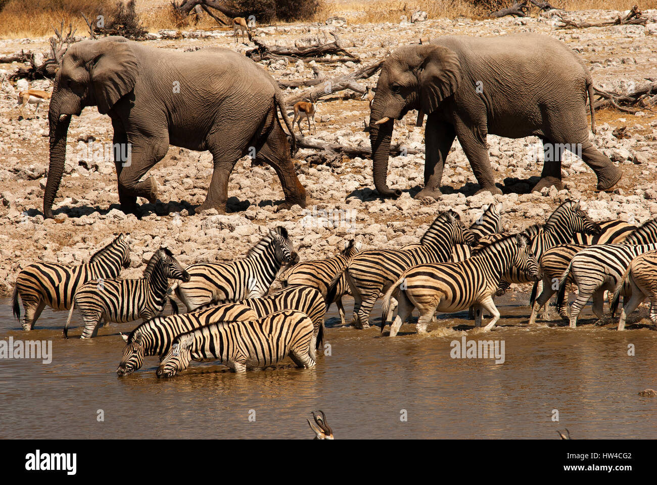 Les éléphants passant à proximité d'un troupeau de zèbres, Okakukuejo waterhole, Etosha National Park, Namibie Banque D'Images