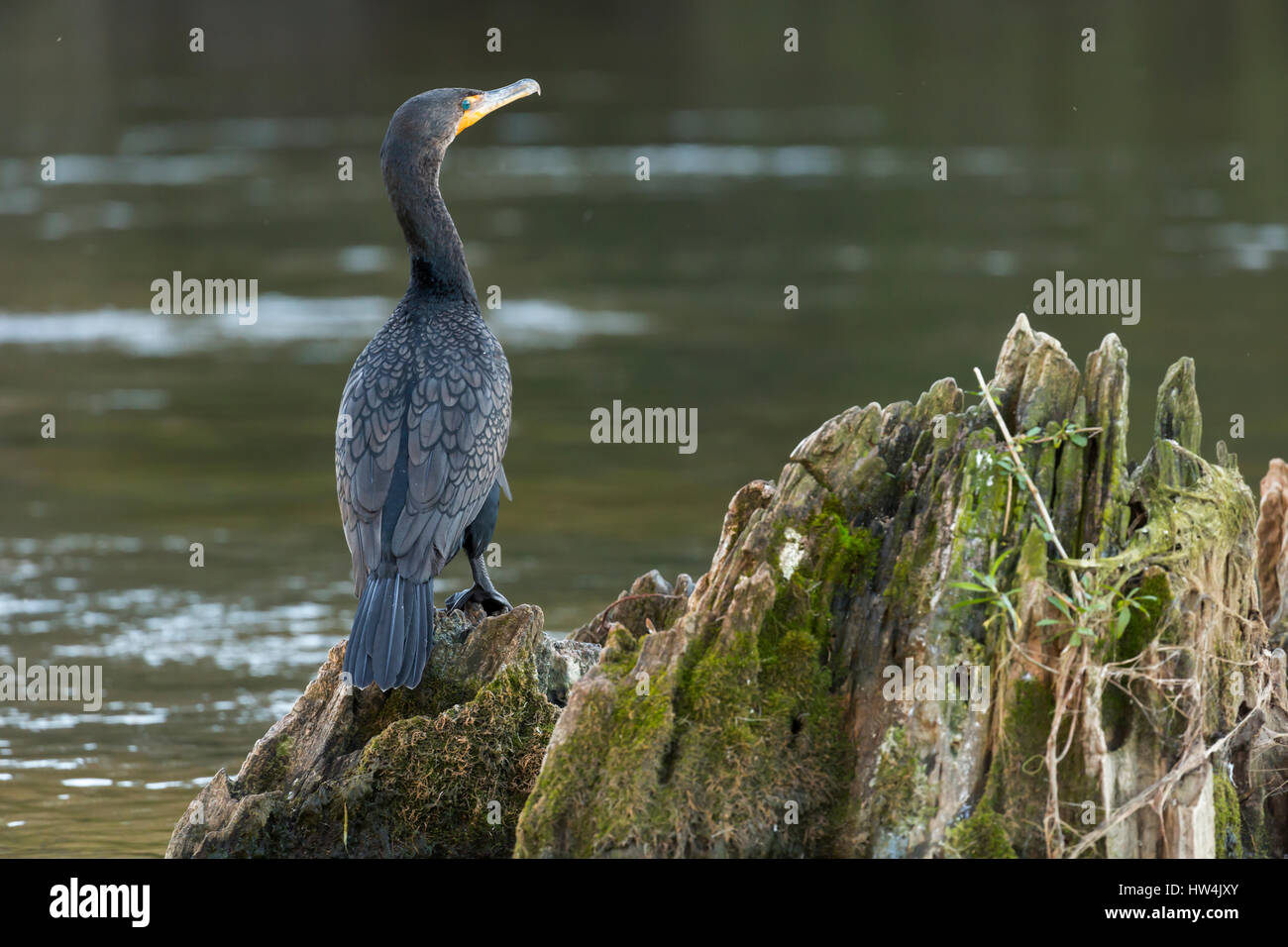 Cormoran à aigrettes (Phalacrocorax auritus) sur une souche d'arbre, Wakulla Springs State Park, FL, USA Banque D'Images